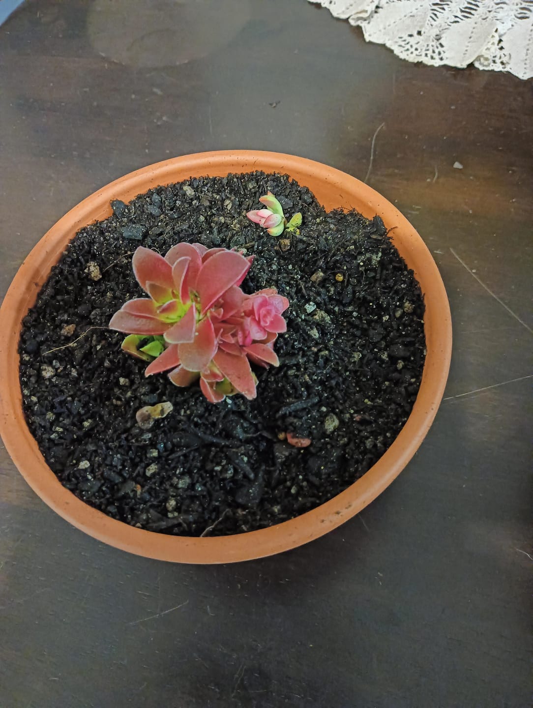 Customer photo review of Crassula Red Pagoda Large form (Intense Red)