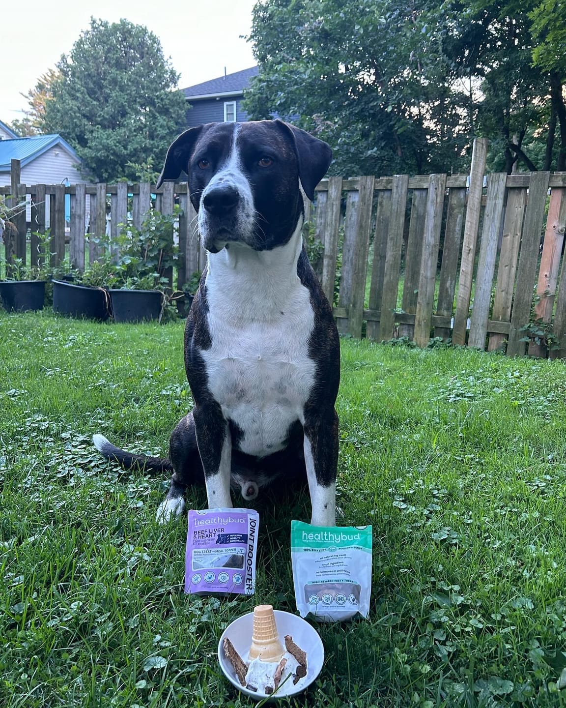 Customer photo review of Beef Joint Booster