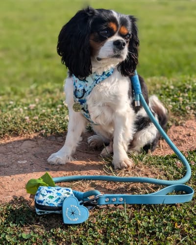 Customer photo review of Poo Bag Holder – Dinky Dino