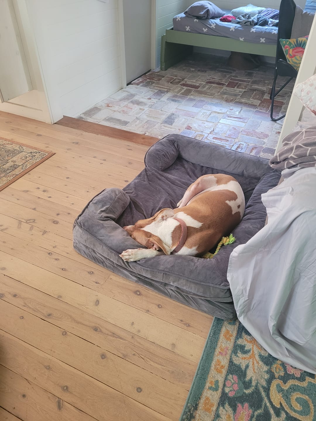 Customer photo review of PaWz Premium Memory Foam Pet Sofa Bed