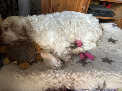 Justine M. review of Chocolate Star Cosy Sleeve image 1 out of 1