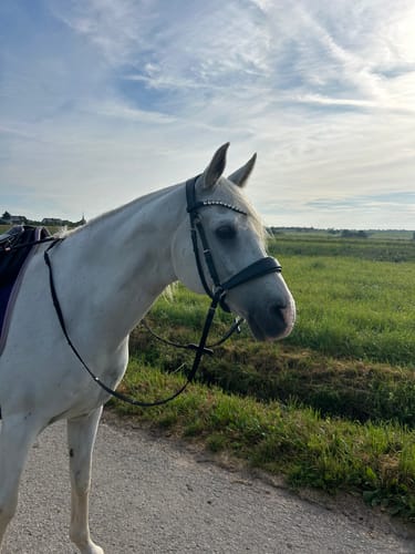 Customer photo review of Harmony Bridle - anatomische gebisslose Trense mit Crystal Stirnband ( gebisslose Zäumung Sidepull oder Crossbridle