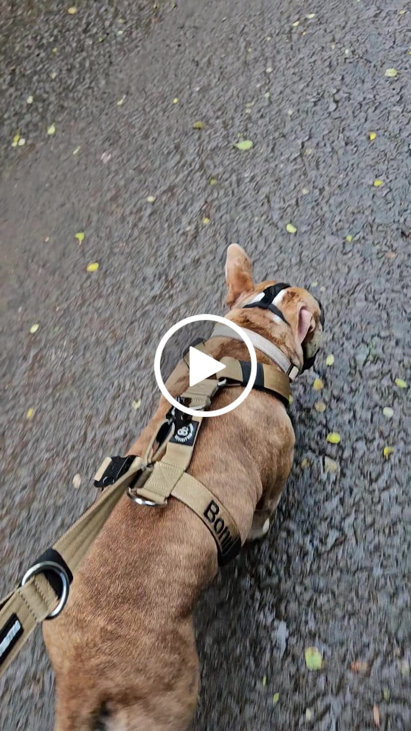 Customer video review of TRI-Harness® | Anti-Pull, Adjustable & Durable - Dog Trainers Choice - Military Tan v2.0