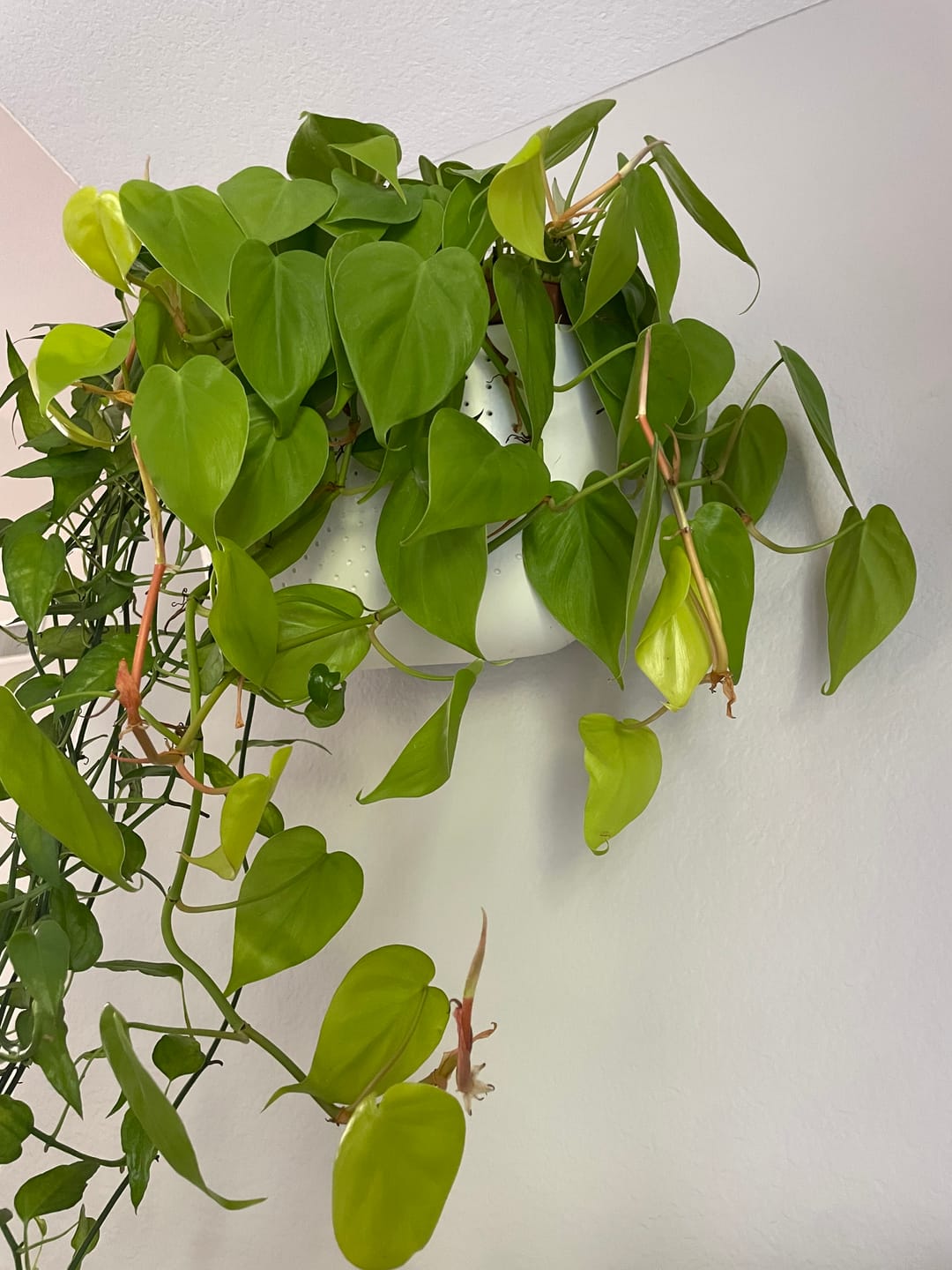 Customer photo review of Philodendron hederaceum 'Lemon Lime'