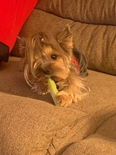 Customer photo review of MIX FLAVORED CHEWS ( A PACK OF 4 STICKS )