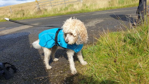 Customer photo review of Vimy Lightweight Waterproof Raincoat with Harness Hole Zip