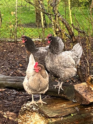 Customer photo review of BSF Larven - getrocknete Soldatenfliegenlarven