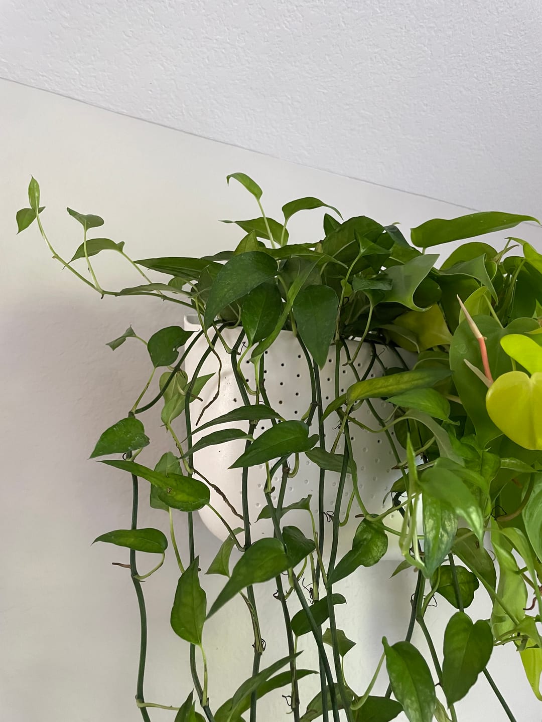 Customer photo review of Pothos Epipremnum pinnatum 'Skeleton Key'