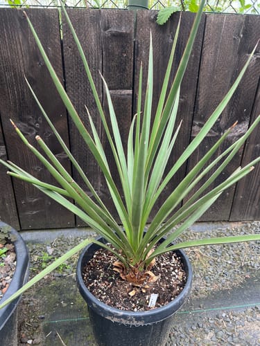 Customer photo review of Yucca baccata x Yucca torreyi / 60-80 cm