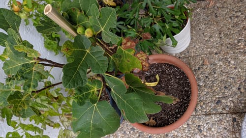 Customer photo review of Ficus carica "Sal's - amerikanische Sorte 70-100 cm / 4-6 Lt.Topf (54)