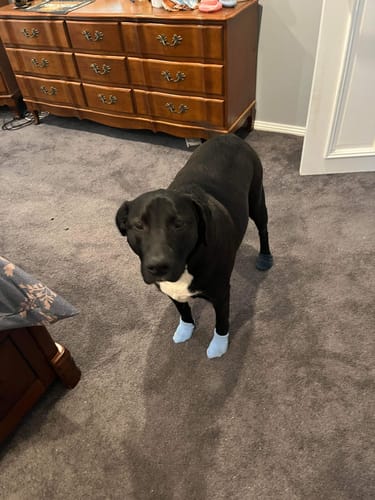 Customer photo review of DoggieBalm Manuka