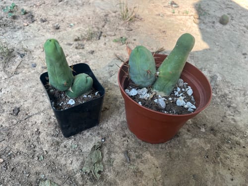 Customer photo review of Penis Cactus | Short Form | Trichocereus bridgesii monstrose