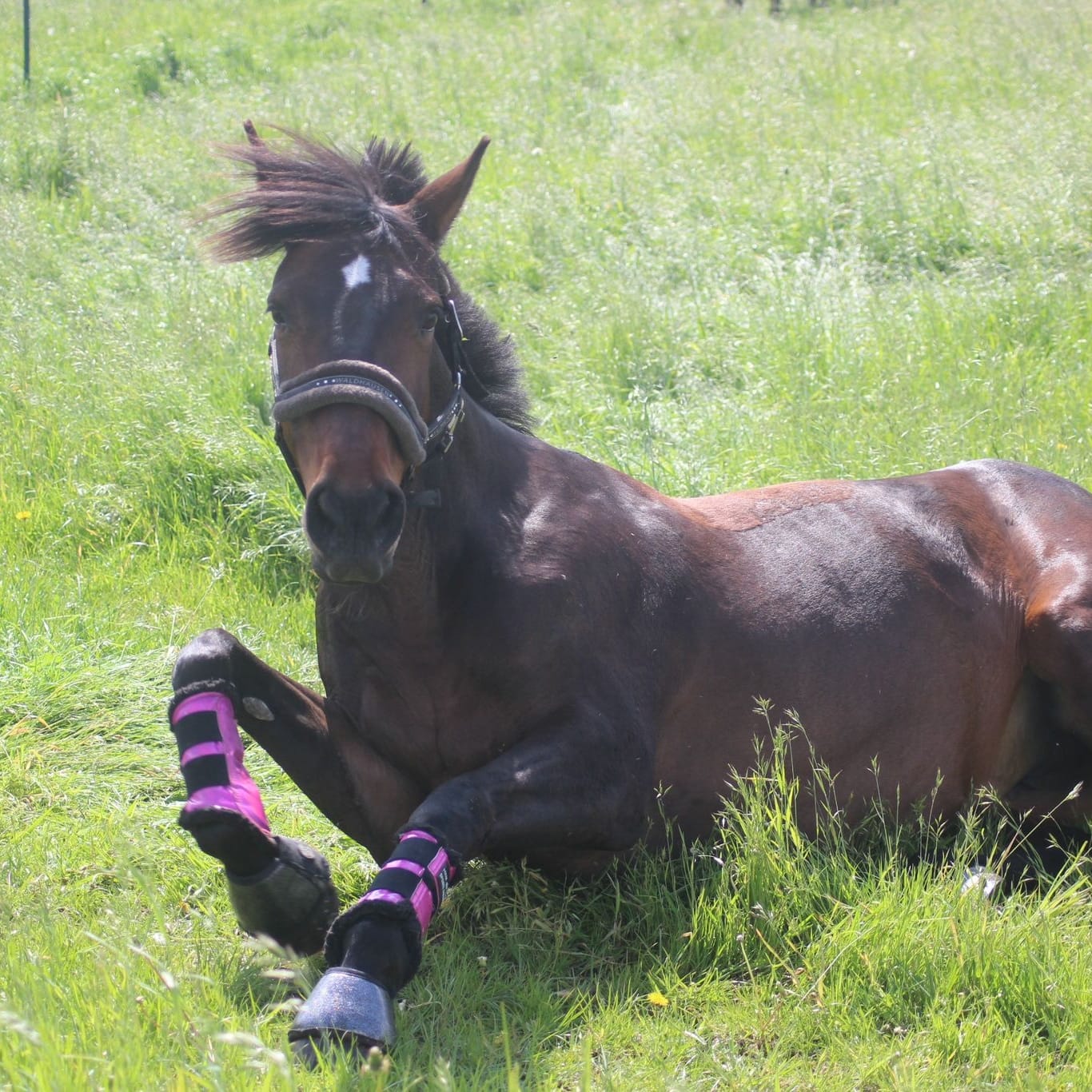Customer photo review of Allergietest - Gräser, Milben & Co. Pferd