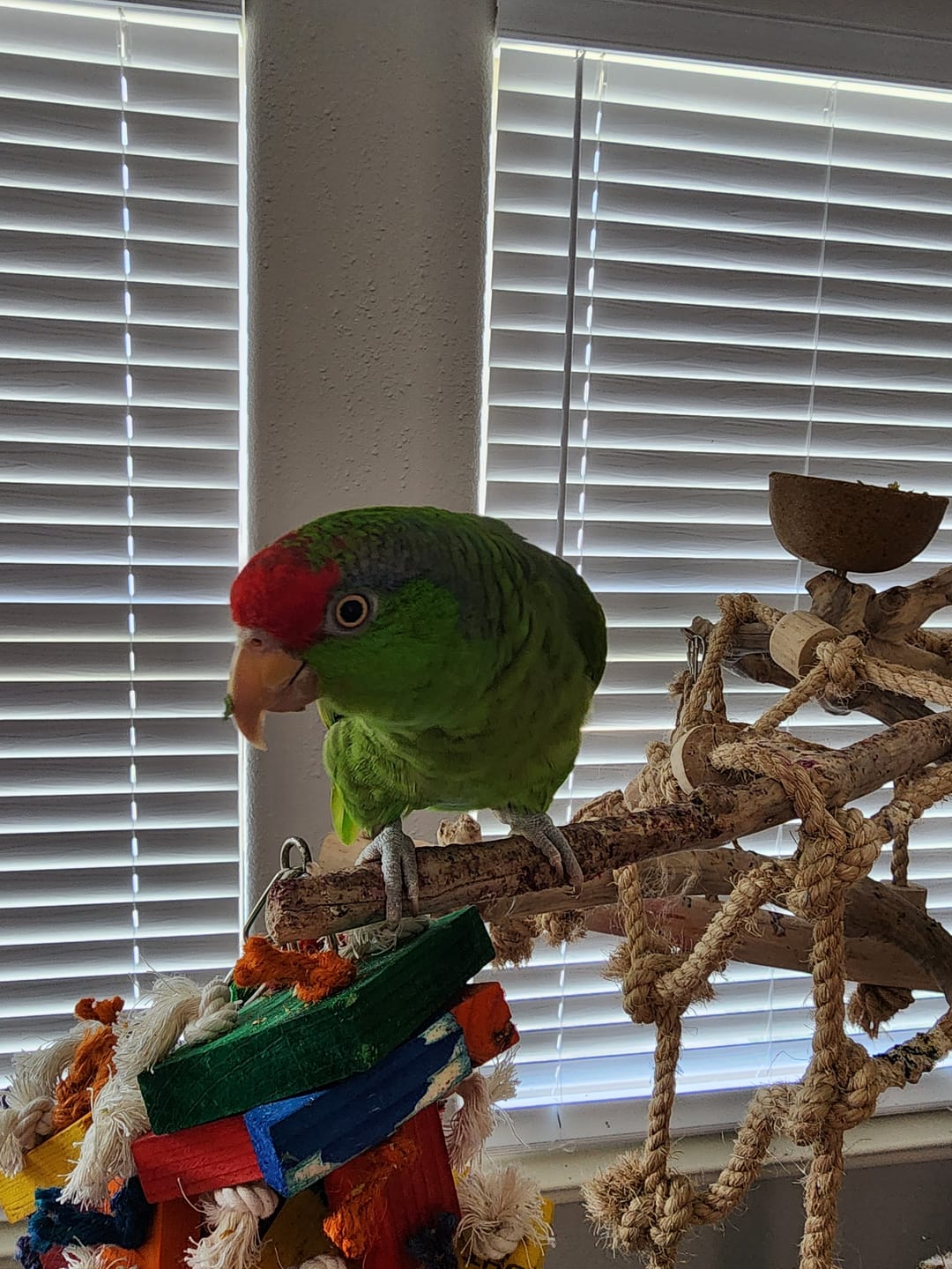 Customer photo review of Bird Bites Freeze Dried Chop - Daily Fruits & Veggies, 4 Flavors to Choose From