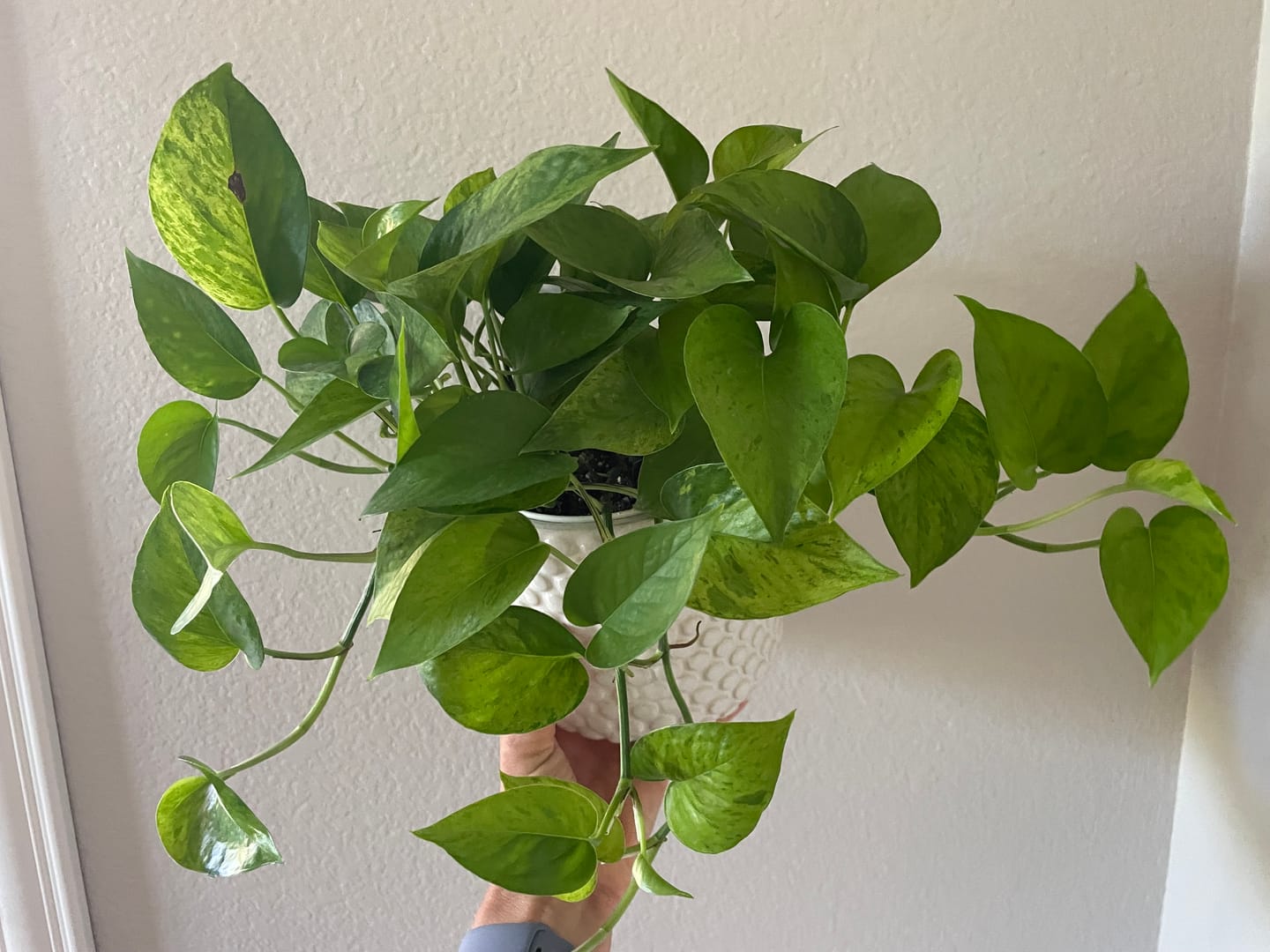 Customer photo review of Pothos Epipremnum aureum 'Jessenia'