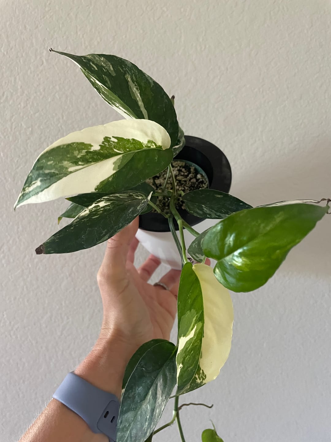 Customer photo review of Pothos Epipremnum pinnatum albo variegata