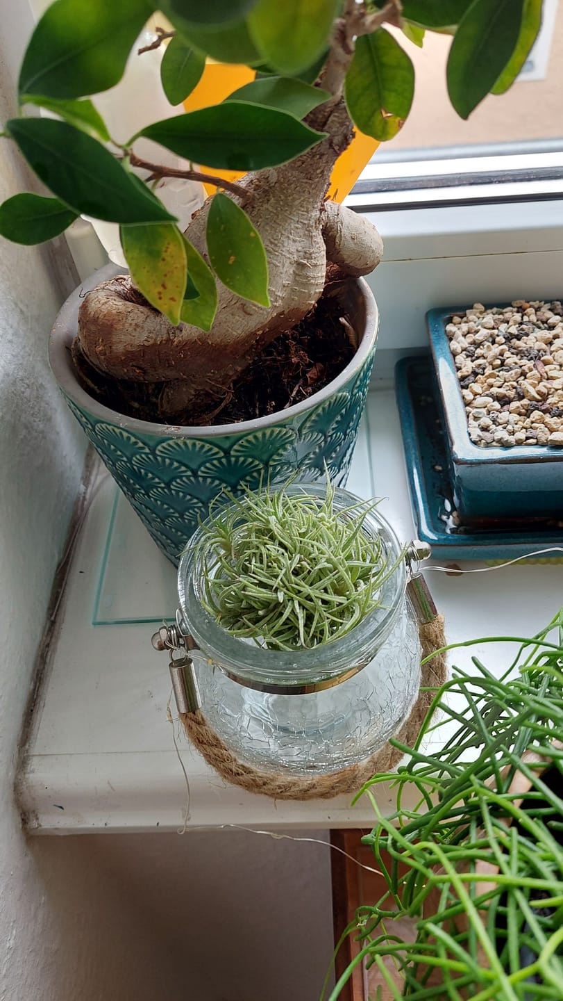 Customer photo review of Tillandsia ionantha 'mexico' - PULK