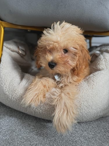 Customer photo review of The Cosy Car Seat