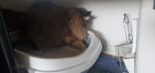 Customer photo review of Naturreines Katzenstreu