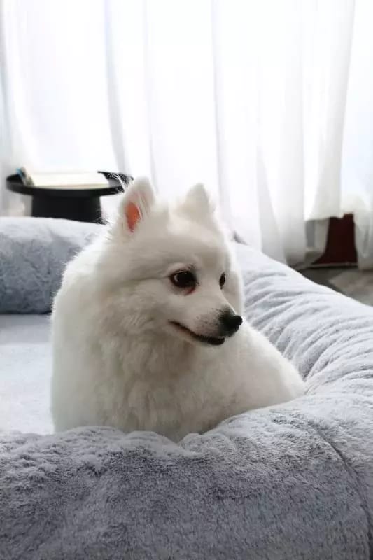 Customer photo review of Cozy Oversized Pet Bed for Dogs & Humans - Calming, Washable