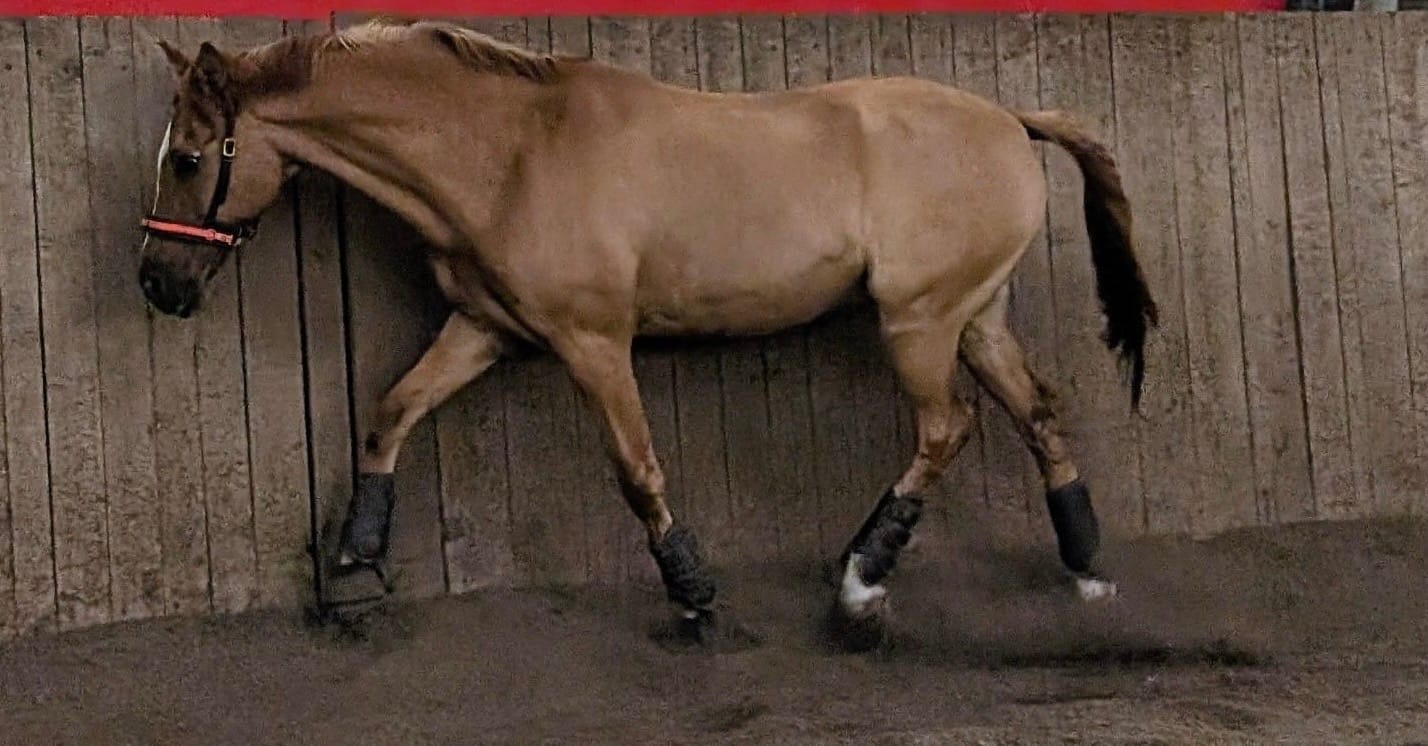 Customer photo review of Wurmtest Plus Pferd