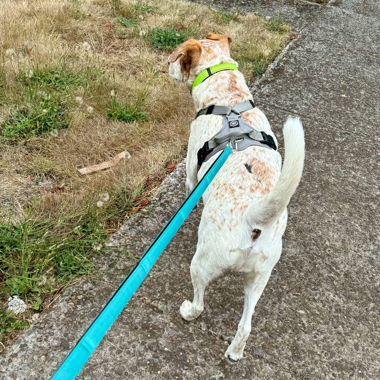 Customer photo review of Ladder Lead - Multiple Handles During Walks - Teal