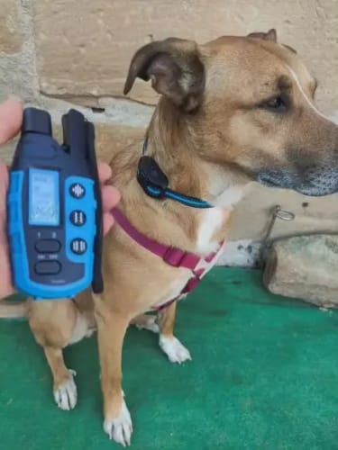 Customer photo review of Collier de Dressage PuppySafe - Sans Choc Électrique