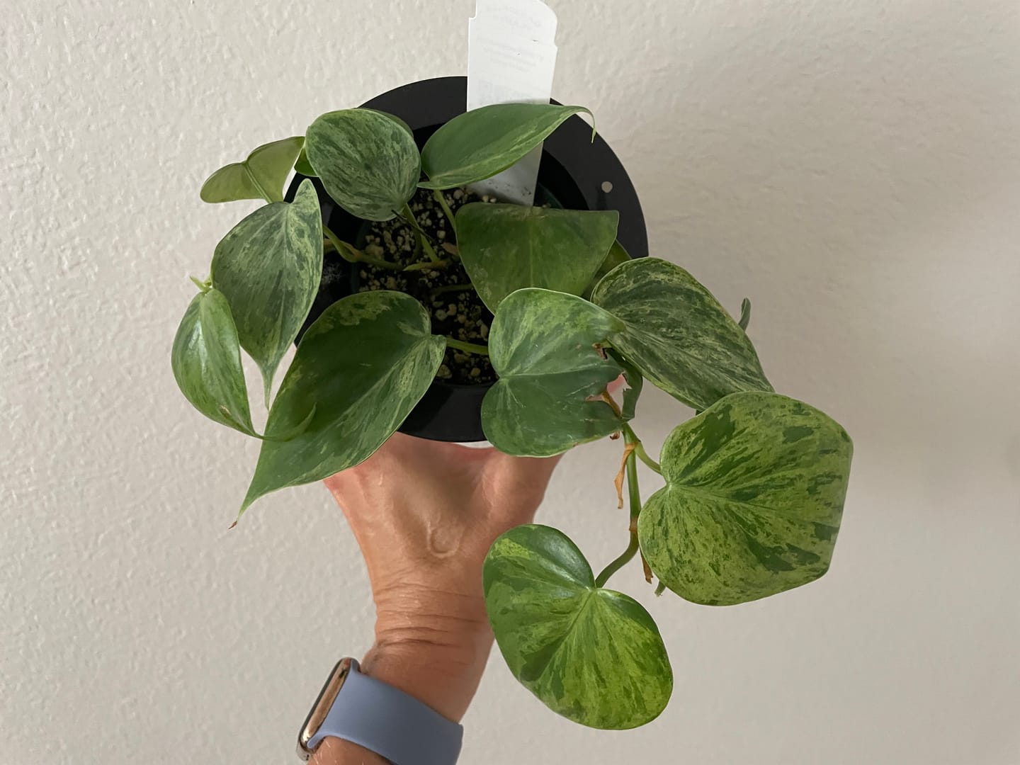Customer photo review of Philodendron hederaceum variegata