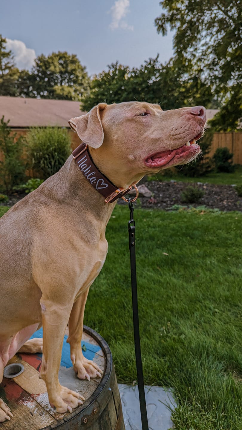 Customer photo review of 1.5" Tacti Dog Collar Slim Luxe - Rose Gold - Chocolate