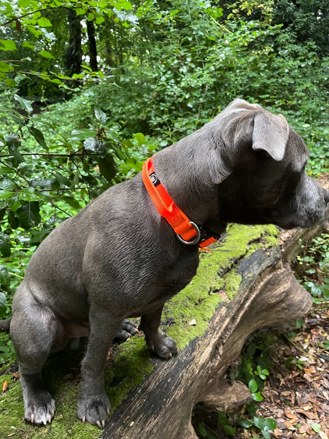 Customer photo review of 2.5cm Combat® Collar | With Handle & Rated Clip - Orange v2.0