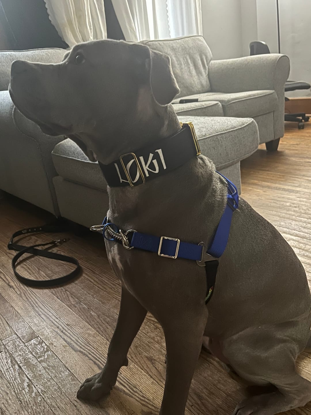 Customer photo review of 2" Tacti Luxe Dog Collar - Gold Noir