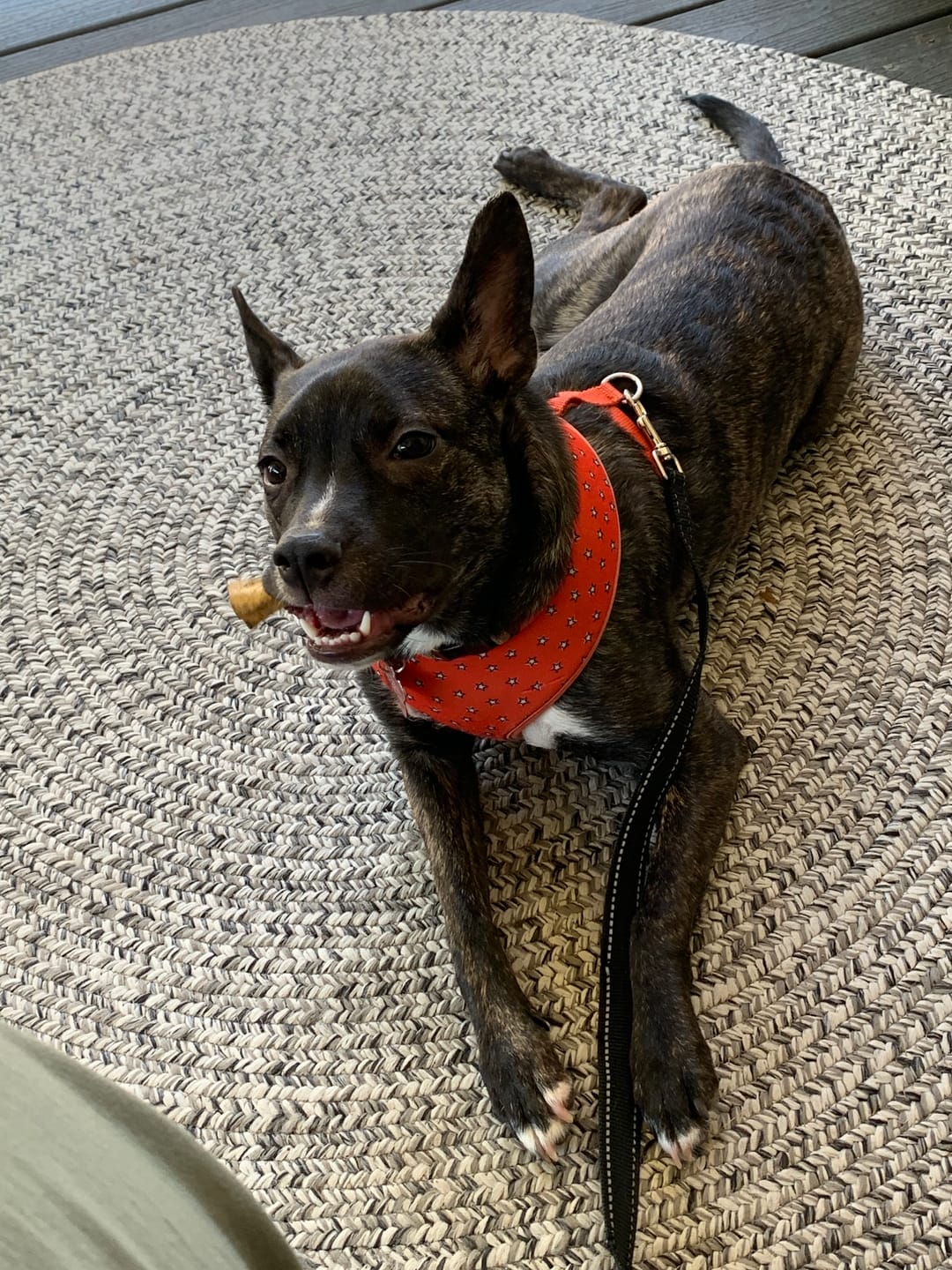 Customer photo review of Bully Stick Ring (Jumbo)