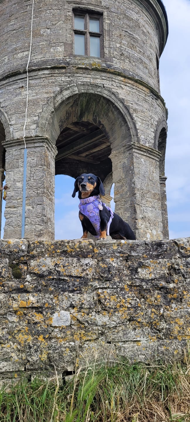 Customer photo review of Disney© Tough Trails™ Harness - Bambi + Friends Lilac