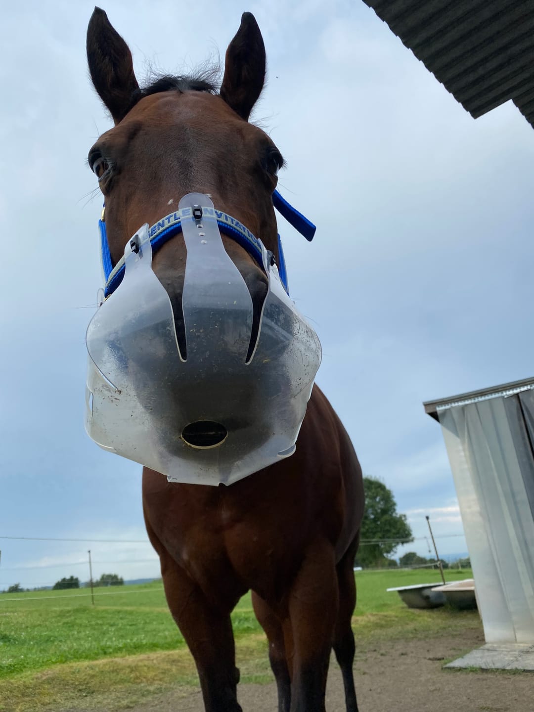 Customer photo review of ThinLine Flexible Fressbremse