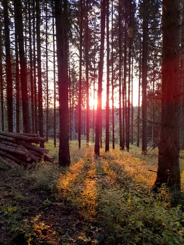 Customer photo review of Fototapete