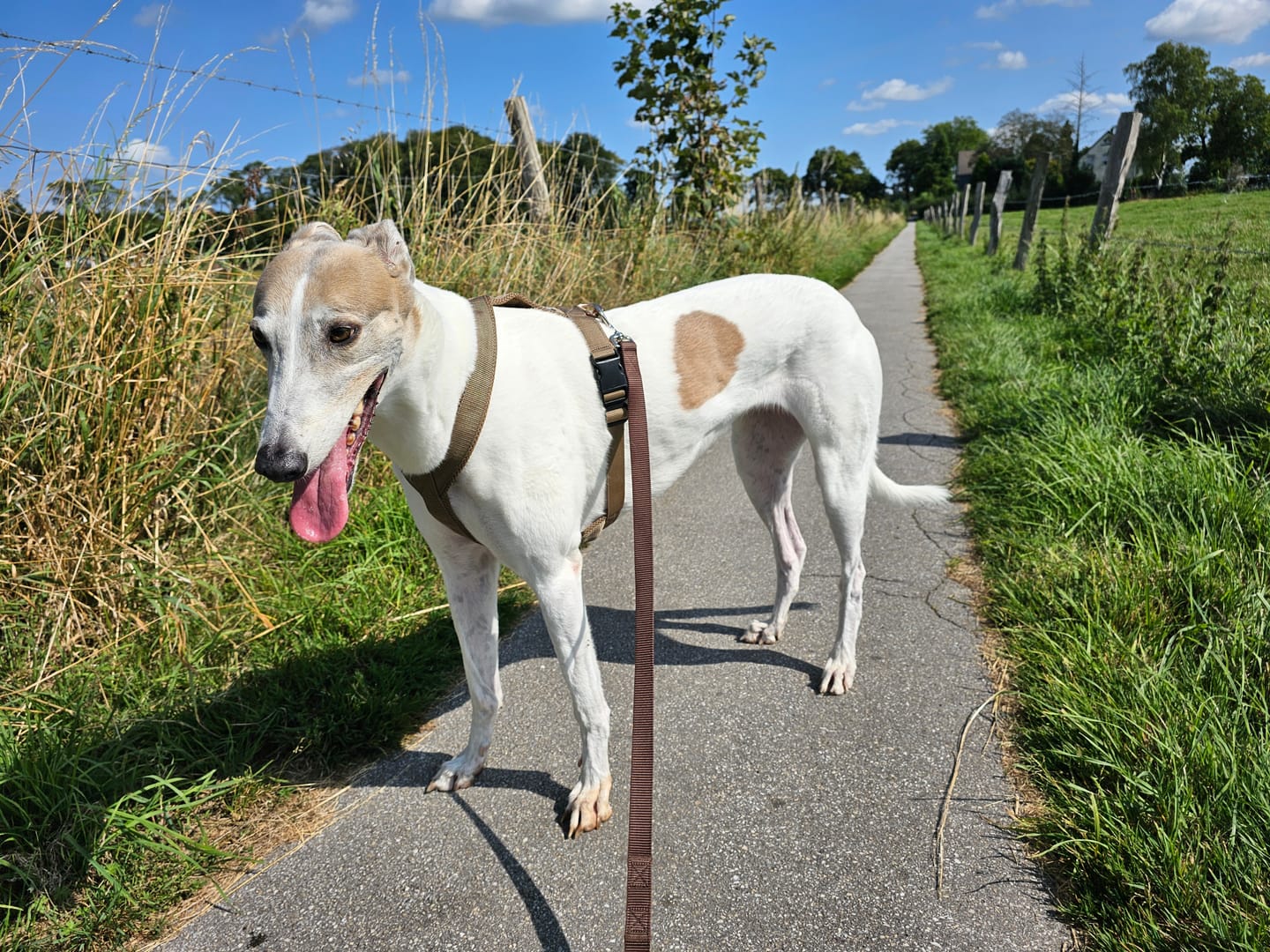 Customer photo review of Hundegeschirr FUN "Golden Sand"