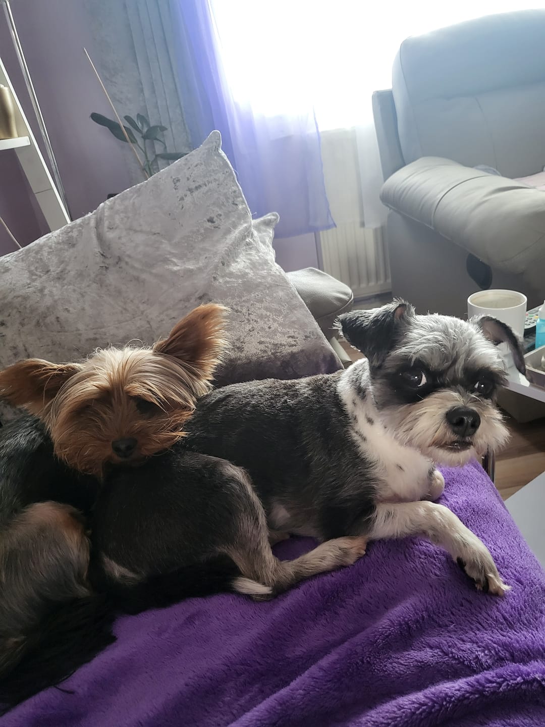 Customer photo review of Lavender & Chamomile Calming Dog Grooming Bundle