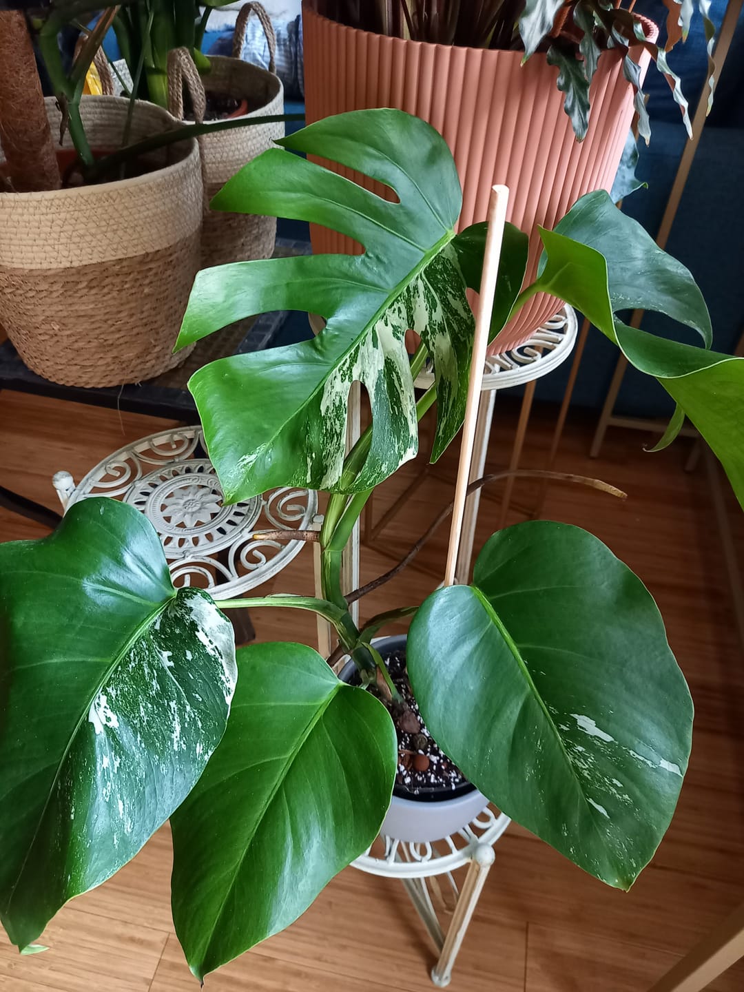 Customer photo review of MONSTERA DELICIOSA VARIEGATA