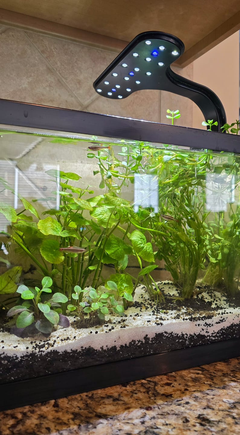 Customer photo review of Bacopa Monnieri 'Moneywort'
