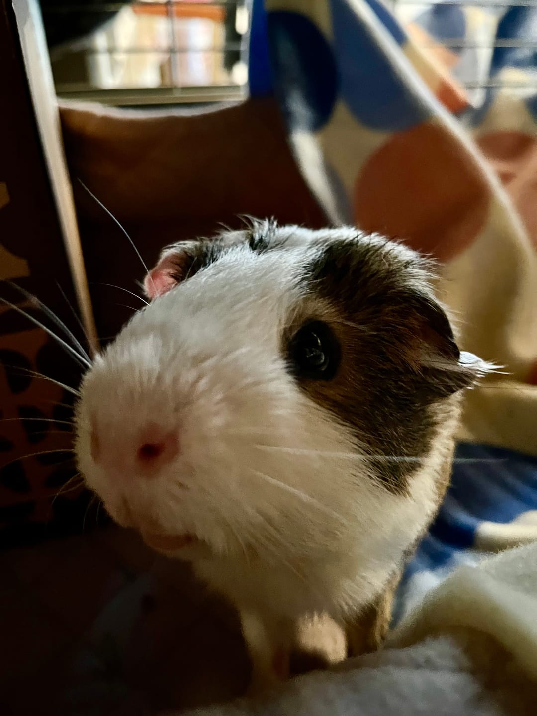Customer photo review of Premium GuineaDad Liner