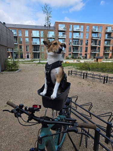 Customer photo review of Kvisp Dog Bike Carrier