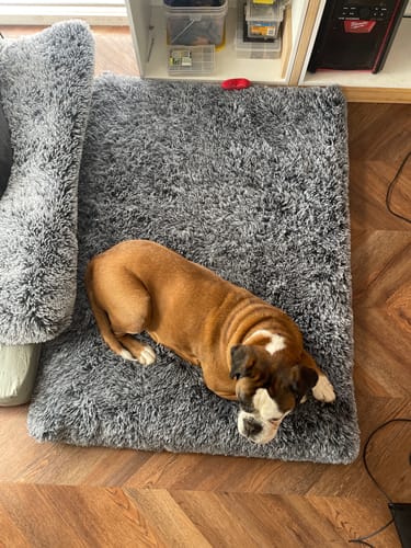 Customer photo review of PaWz Premium SuperMat Calming Bed