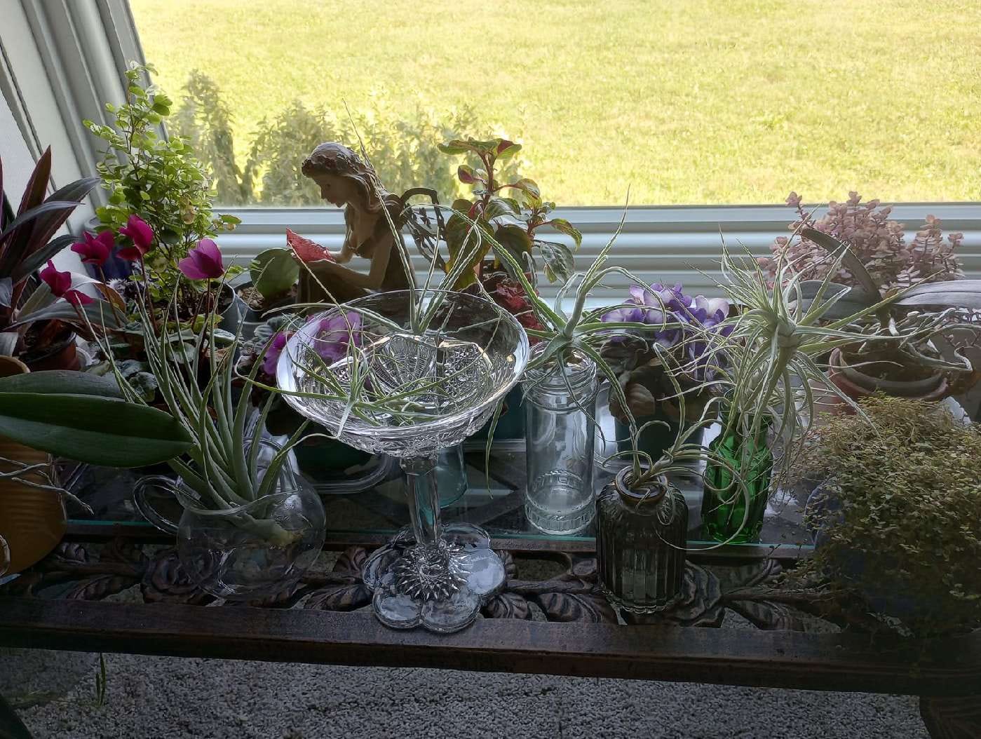 Customer photo review of Sweet Isabel (tectorum x paleacea)  (SALE!)