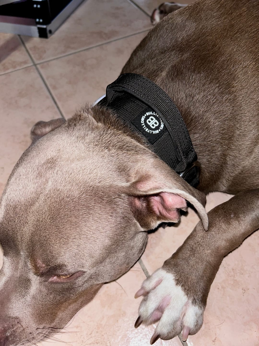 Customer photo review of 4cm Combat® Collar | With Handle & Rated Clip - Black v2.0