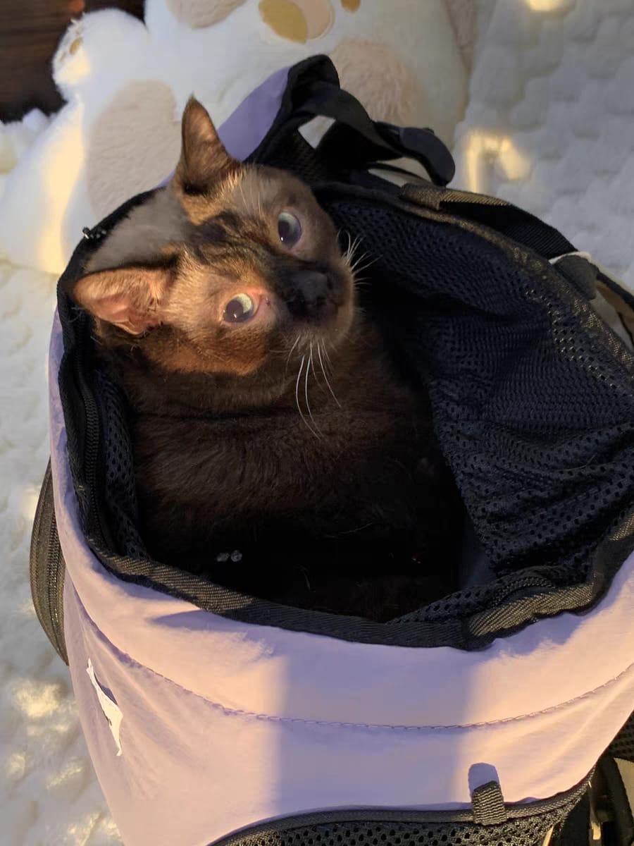 Customer photo review of Comfortable Labor-saving Front Pet Carrier
