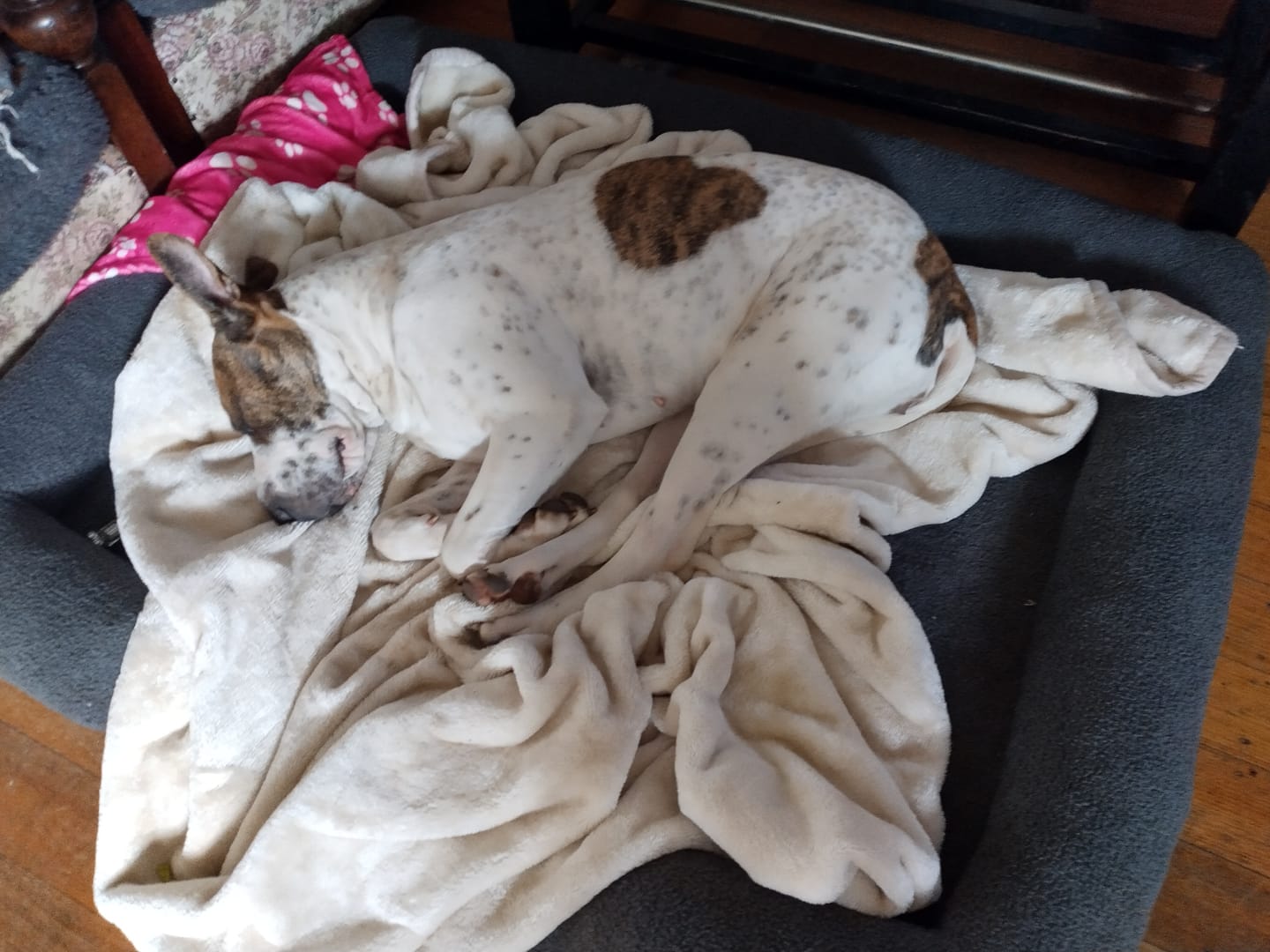 Customer photo review of PaWz Pet Boucle Bed