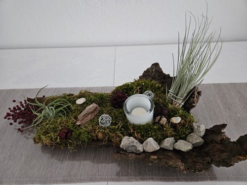 Customer photo review of Tillandsia juncea - Babypflanze