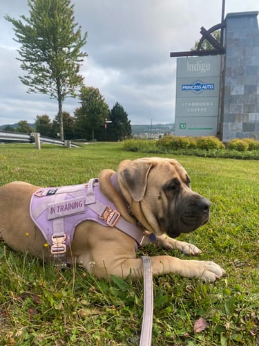 Customer photo review of HNTR 3.0 Dog Harness - Sofia