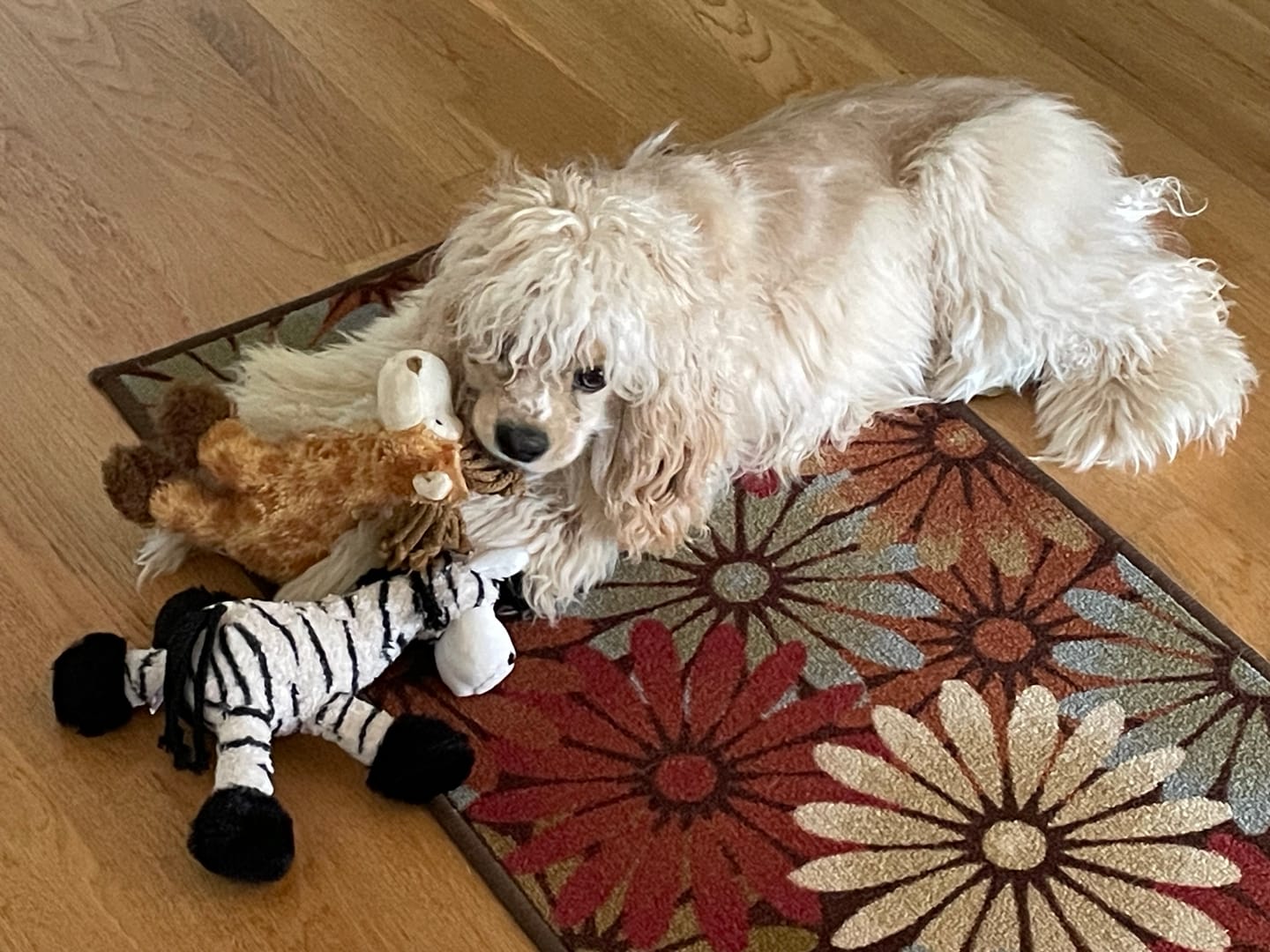 Customer photo review of Multipet - Pet Envy Mane Event