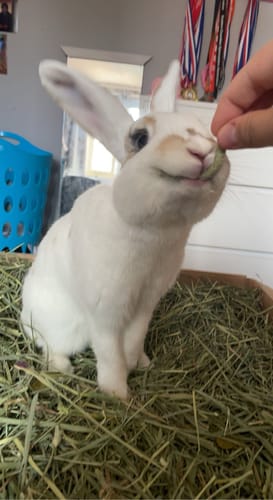 Customer photo review of Timothy Hay Box 'Coarse Cut'